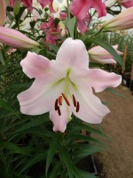 [4128 Revelation No02.JPG]